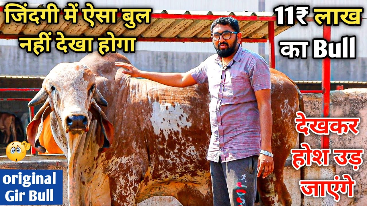11 लाख रुपए का गिर बुल नहीं देखा होगा ||100% Original gir Bull of Aryaman Gir Gaushala Gujarat