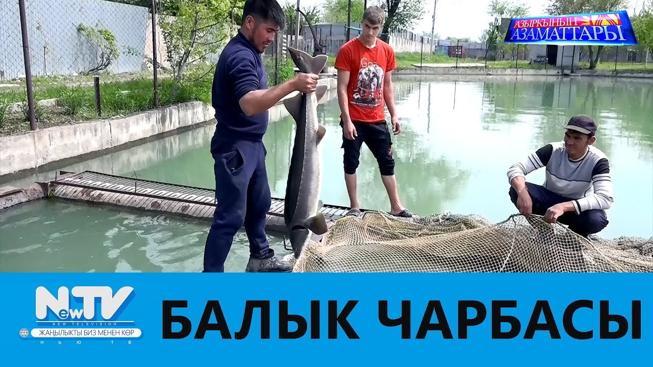 БАЛЫК ЧАРБАСЫ\\АЗЫРКЫНЫН АЗАМАТТАРЫ