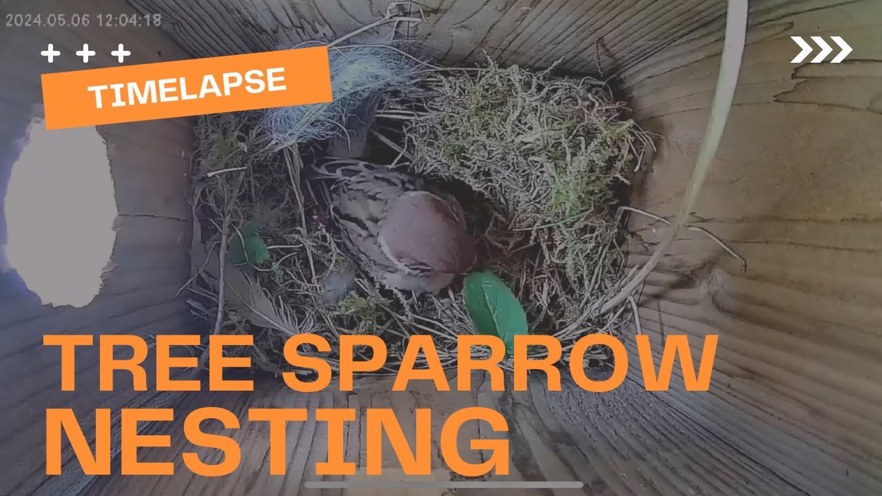 Tree Sparrows Nest Building: The Complete Journey