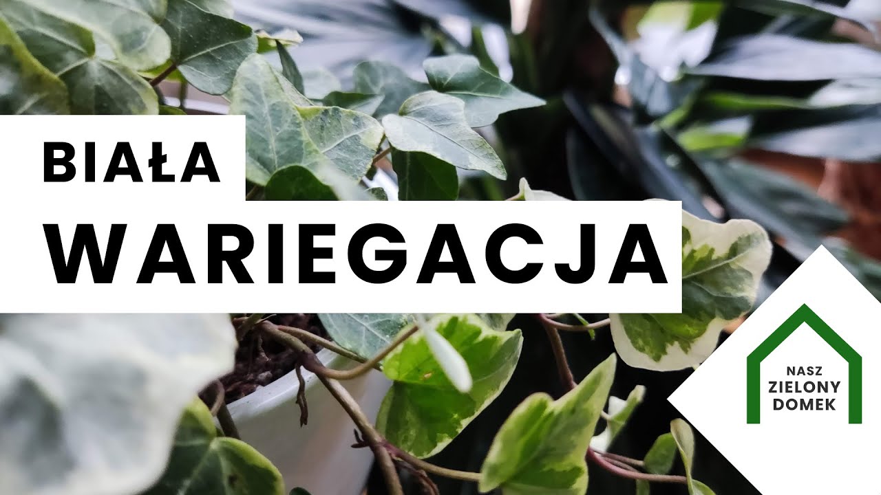Rośliny z wariegacją | Monstera albo variegata | Birkin |  Philodendron  Standleyana kolekcjonerskie