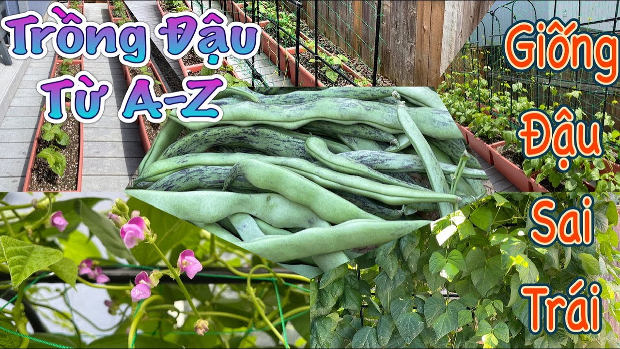 Trồng Đậu Từ A-Z /Trồng Đậu Trong Chậu - Đậu Que Rắn Siêu Ngon- Planting Rattlesnake Beans - Vlog178