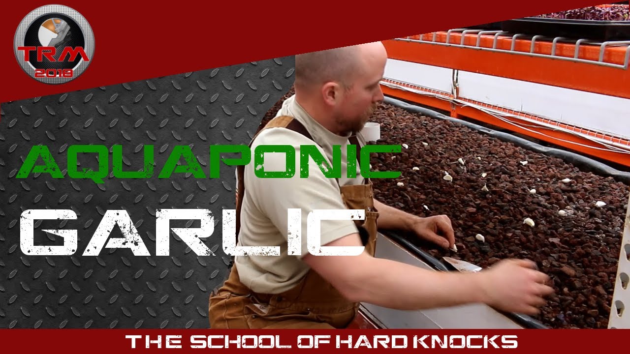 Growing GARLIC in Aquaponics - and a lot of other things!
