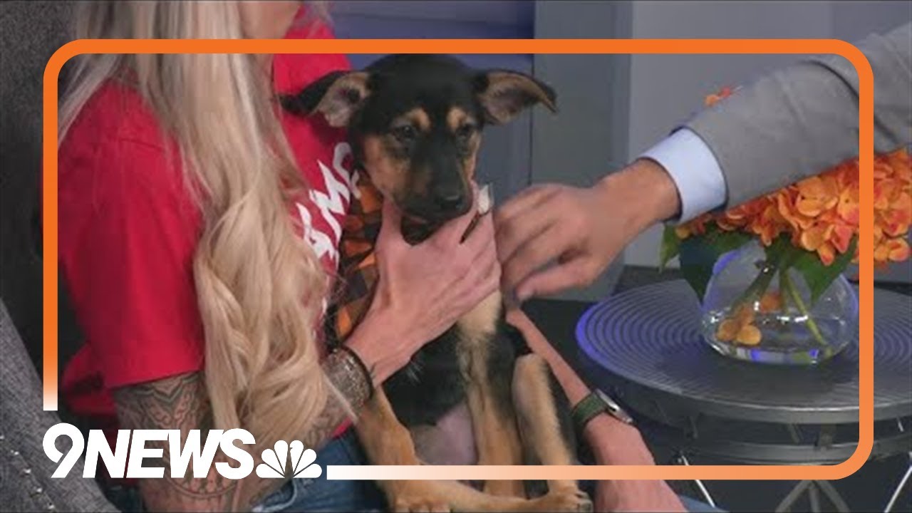Petline9: This sweet, chill puppy just wants to cuddle
