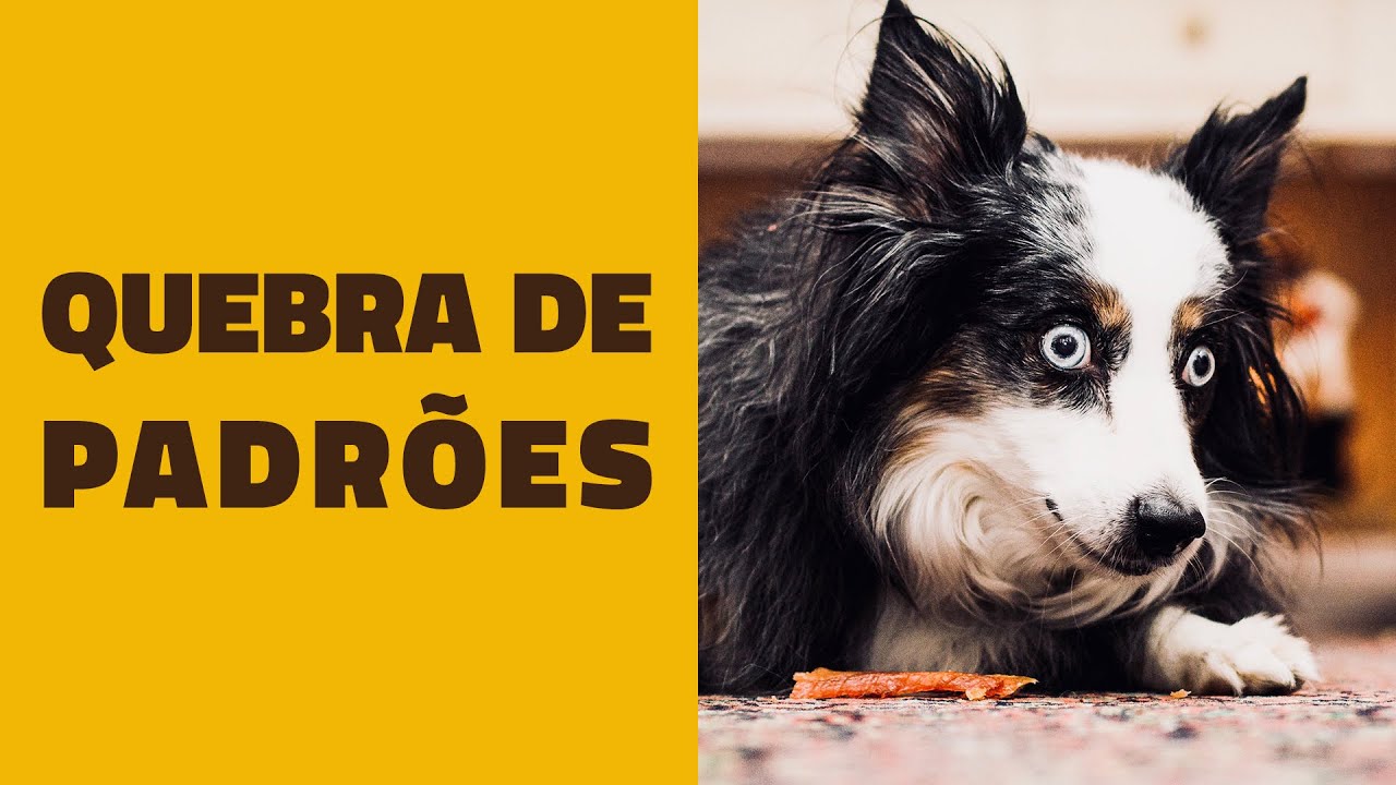 Como quebrar PADRÕES DE COMPORTAMENTO dos cães