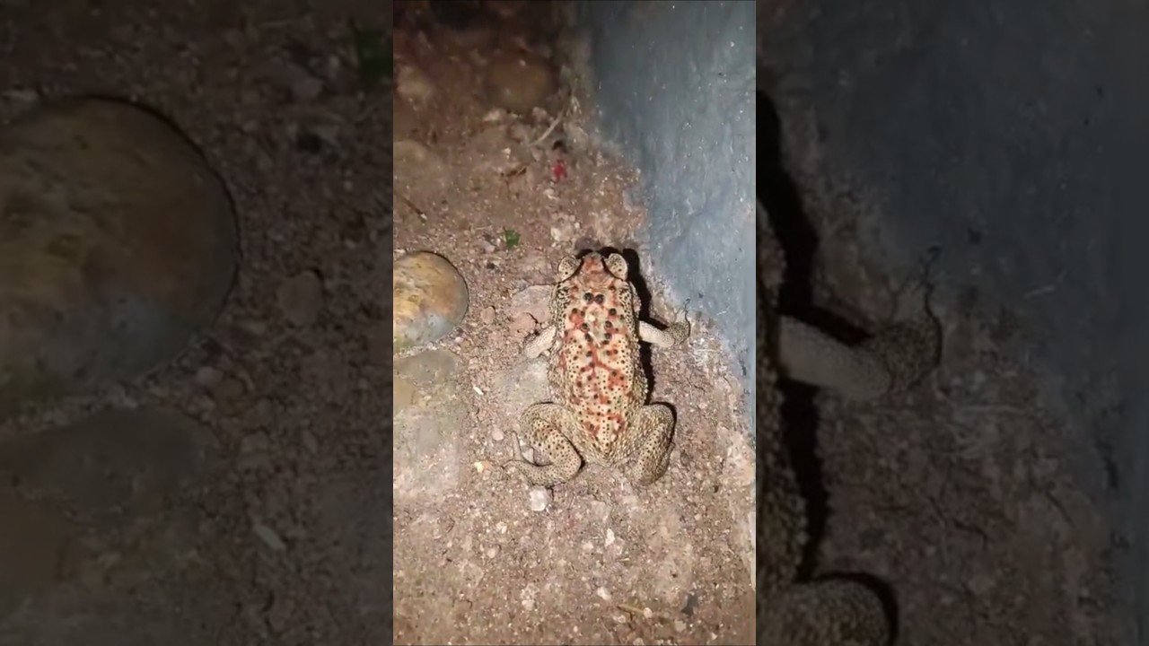 Toads Communicating 