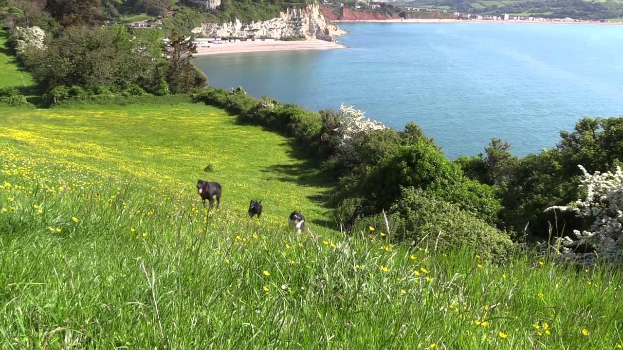 Higher Wiscombe - Dog Friendly Holiday Cottages, Devon