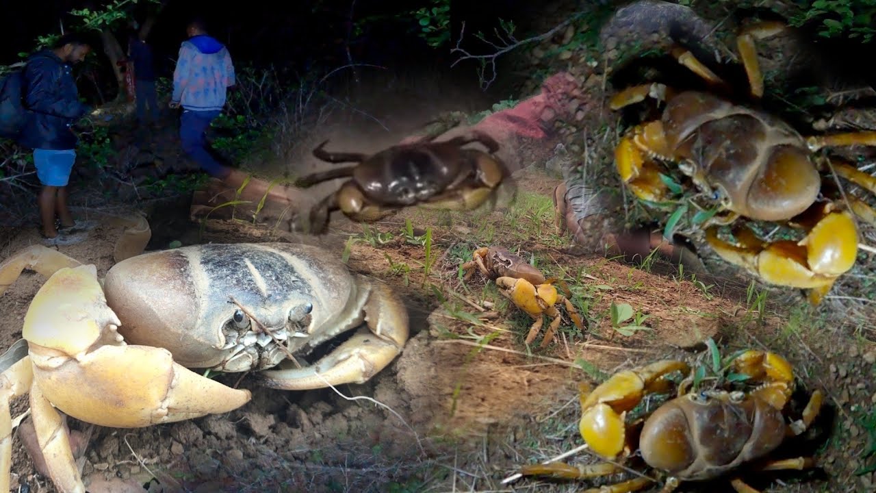 😱OMG...Ssss 😱😱 पाऊस नसला तरी रात्री निघतात इतके खेकडे/मुठे.| Crabs catching Video.| Kalu gGabhale