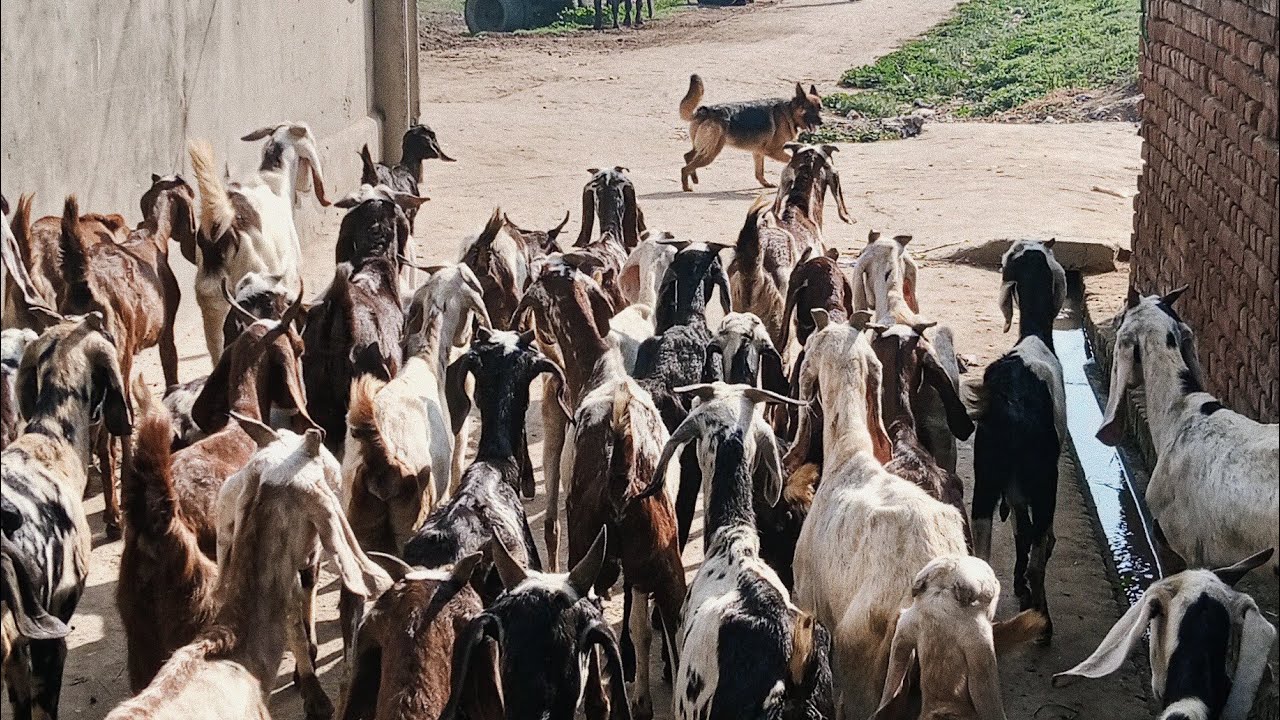 On the Move: German Shepherd Controlling the Herd Towards Pastures 🐕🛣️