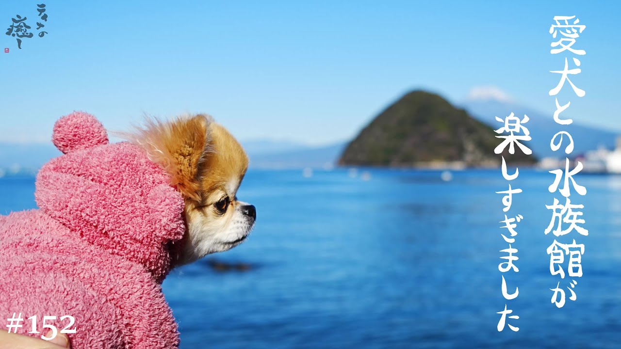 【犬旅行】愛犬と伊豆・三津シーパラダイスに行ったら可愛いづくしで癒されまくりました♪【チワワ】