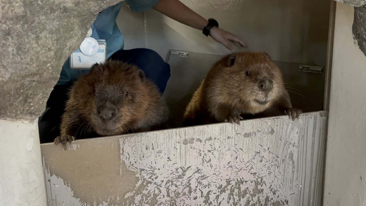 【キュレーターブログ】休館日中の出来事