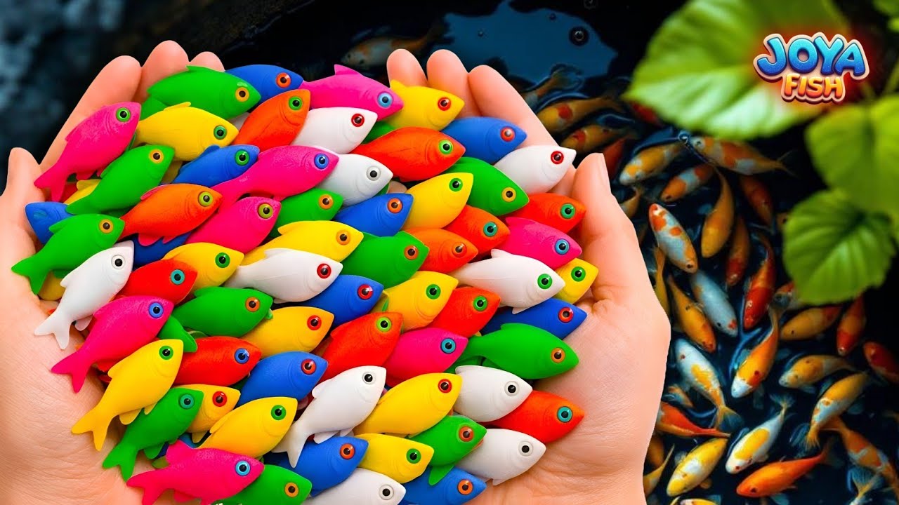 The Incredible Catch Colorful Aquarium Fish In Giant Colorful Eggs,Molly,Red Catfish,Koi,Glowfish