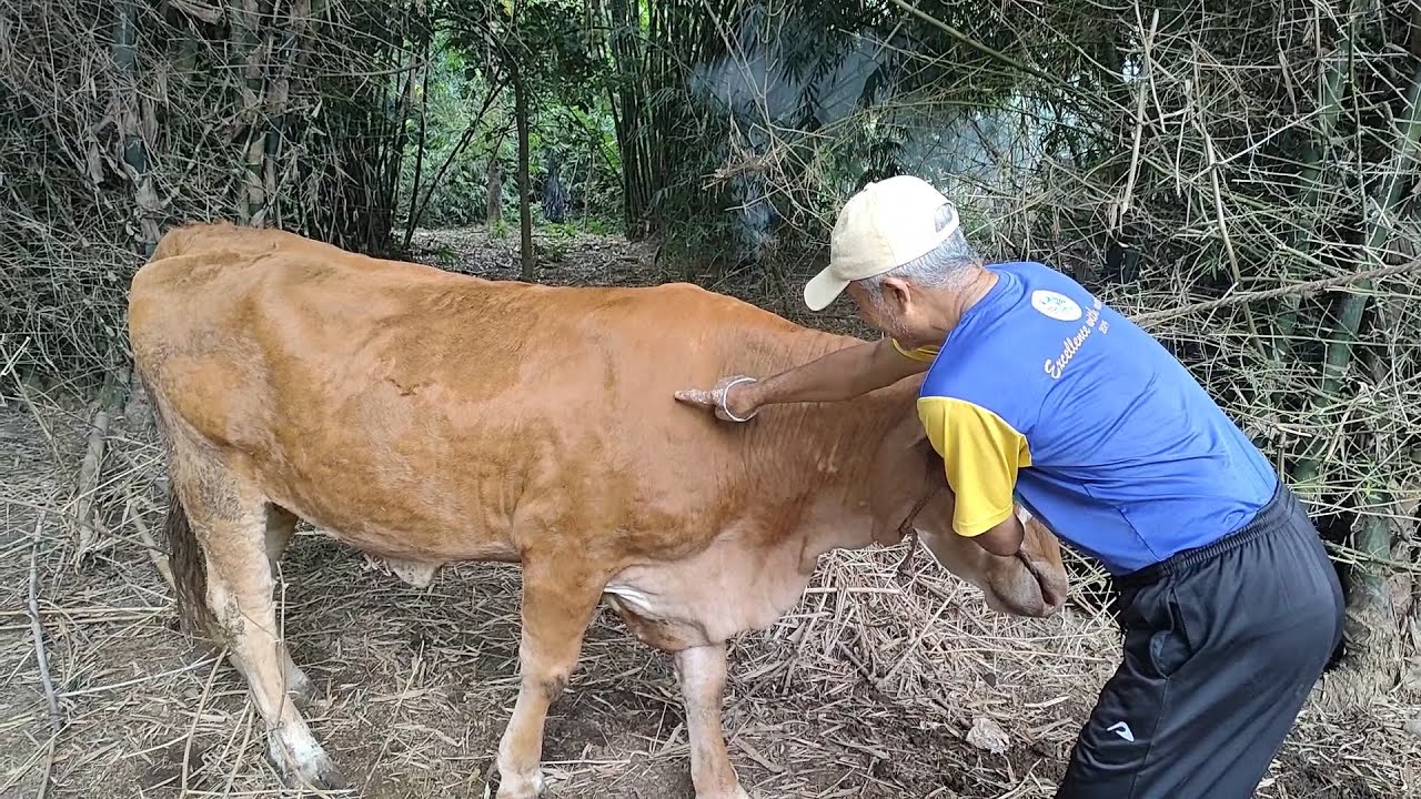 PENANGANAN PERTAMA  SAPI BENTOL-BENTOL TERKENA PENYAKIT LUMPY SKIN DISEASE (LSD)