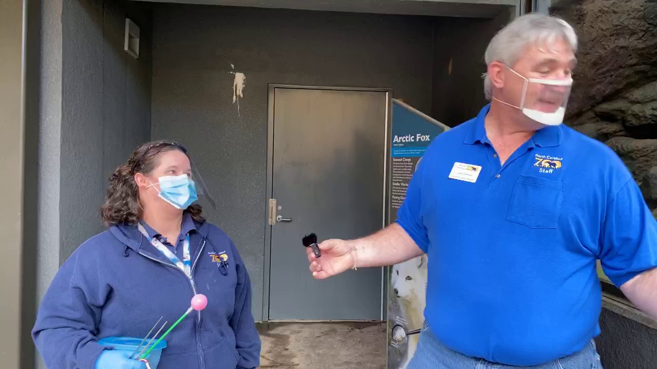Zoo EDventures: Arctic Fox Training