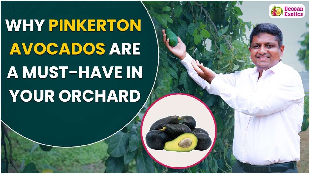 Pinkerton Avocado Plant Growth | Benefits of Pinkerton Avocado Plant | Farming Tips | Deccan Exotics