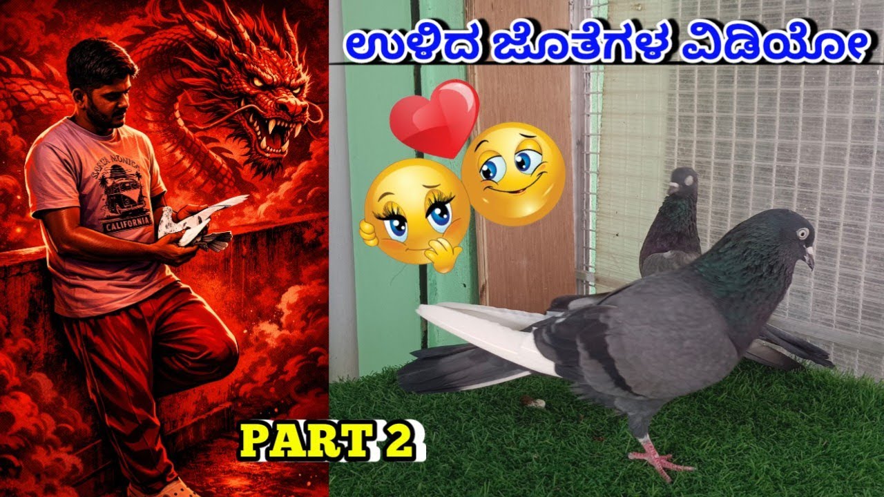 @hassanpigeon3878 🕊️ಉಳಿದ ಜೊತೆಗಳ ವಿಡಿಯೋ 😘 