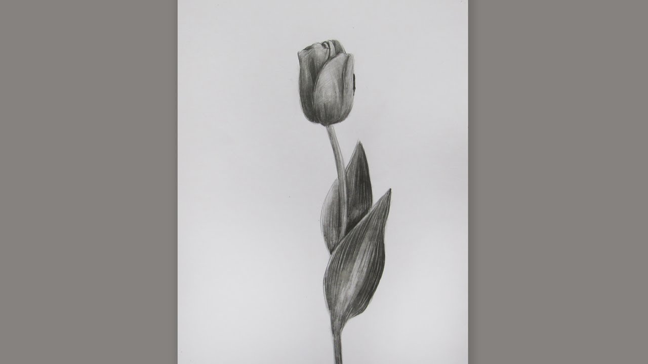 How To Draw A Tulip Flower Step By Step: Pencil Sketch Tulip Flower Drawing