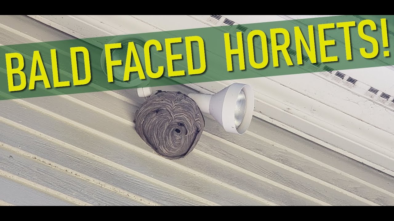 Removing a bald faced hornets nest
