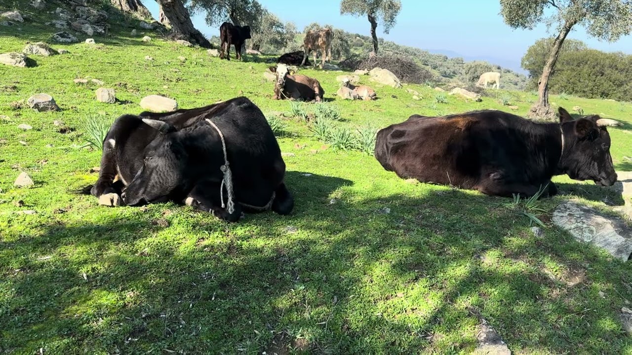 MERA HAYVANCILIĞI. SADECE OTLA BUZAĞI ÜRET. MERADA HANGİ IRK YETİŞTİRİLMELİ?