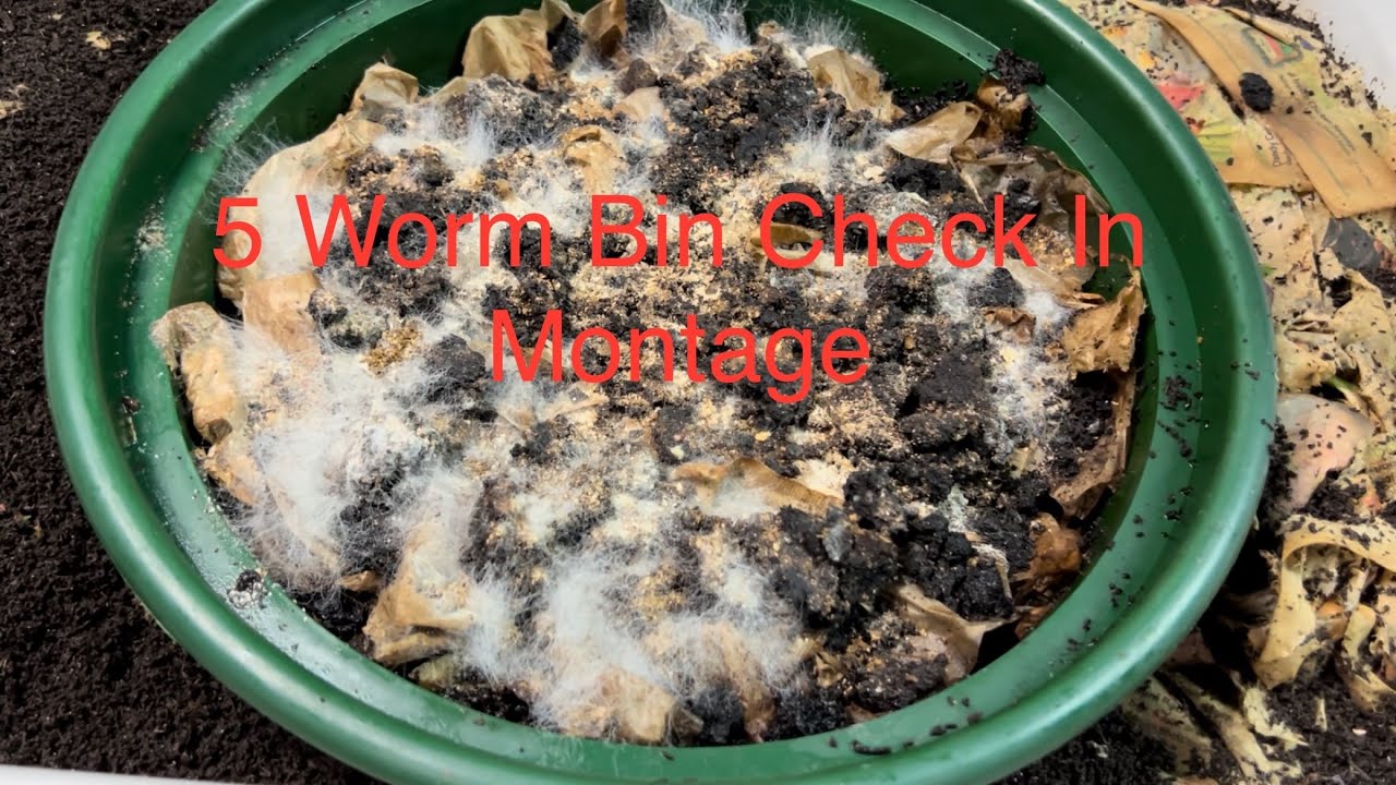 Montage of Worm Bin Check Ins!