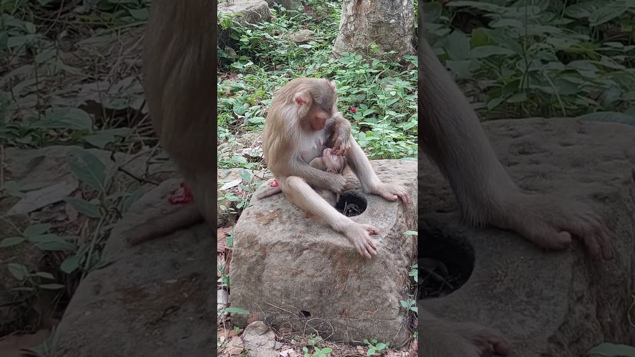 Monkey Julie(2)