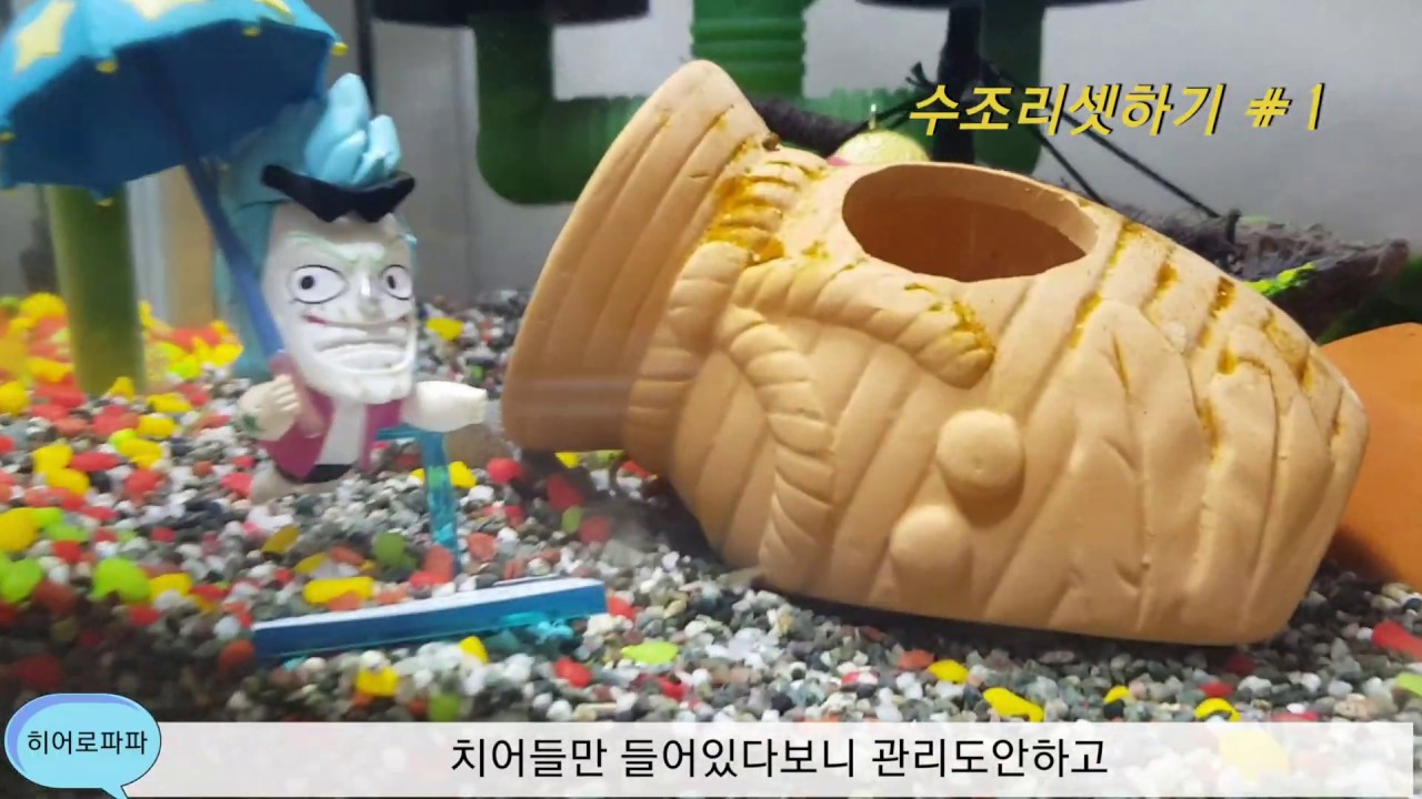 어항 리셋해보자!안쓰는어항리셋하기 #1/ 수조다시꾸미기