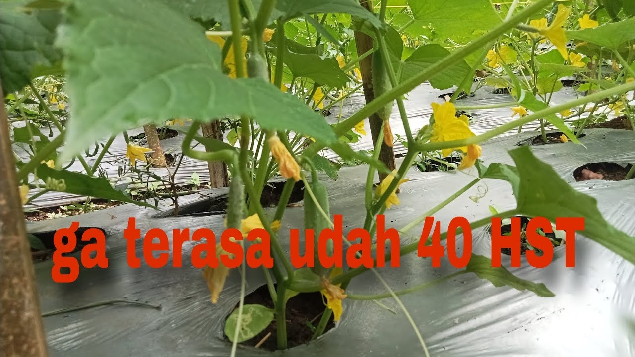 3 hari lagi kita panen timun pertama..40 HST