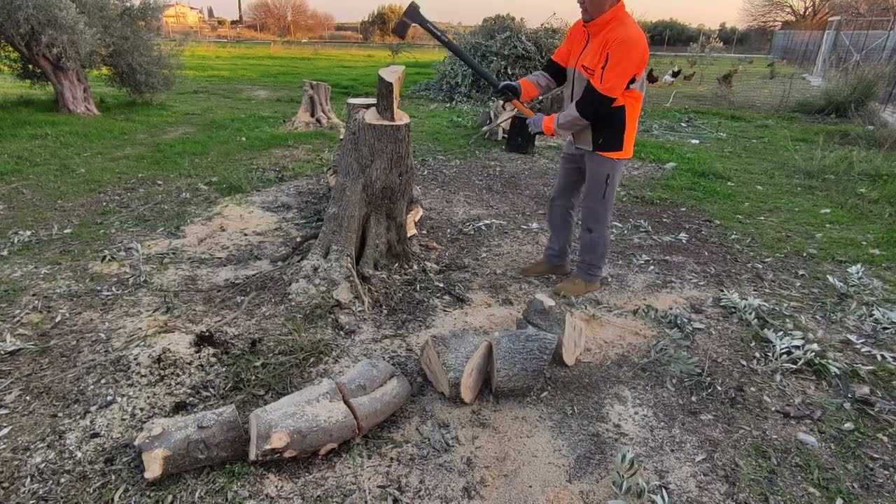 ΚΟΨΙΜΟ ΕΛΙΑΣ ΑΠΟ ΤΑ ΣΤΑΥΡΟΜΑΤΑ  | ΚΛΑΔΕΜΑ ΑΝΑΓΕΝΝΗΣΗΣ