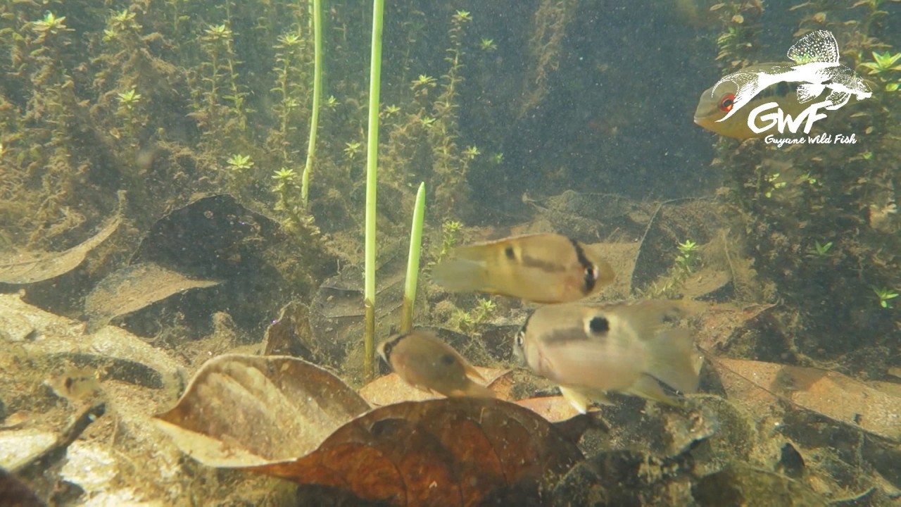 Cichlids in a tributary of Kourou river, French Guiana