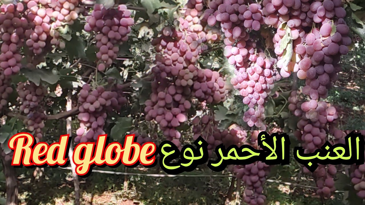 العنب الأحمر نوع Red glob صنف ممتاز في سوق بذور العنب ضواحي مدينة مكناس