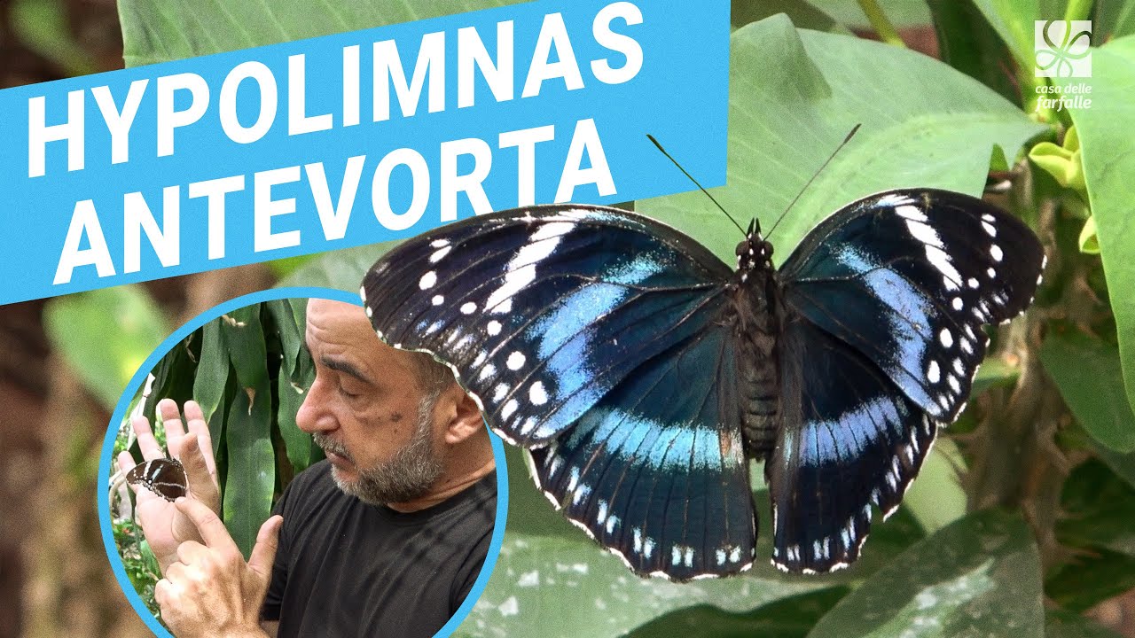 Hypolimnas antevorta