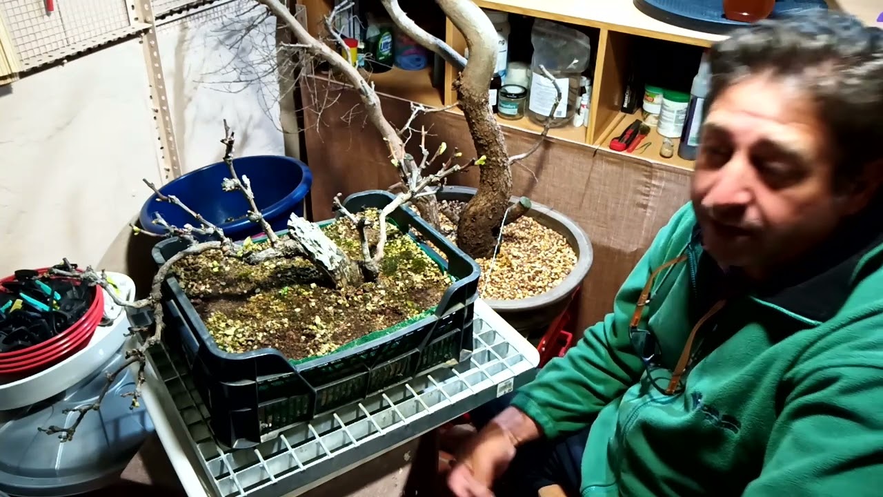 Como hacer bonsai con una Vid o parra.