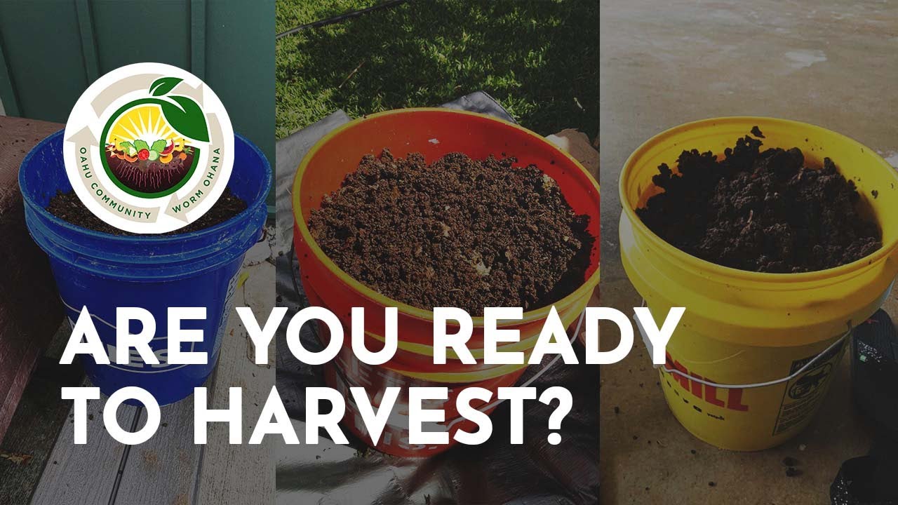 Are You Ready to Harvest Your Vermicast? - Oʻahu Community Worm Ohana