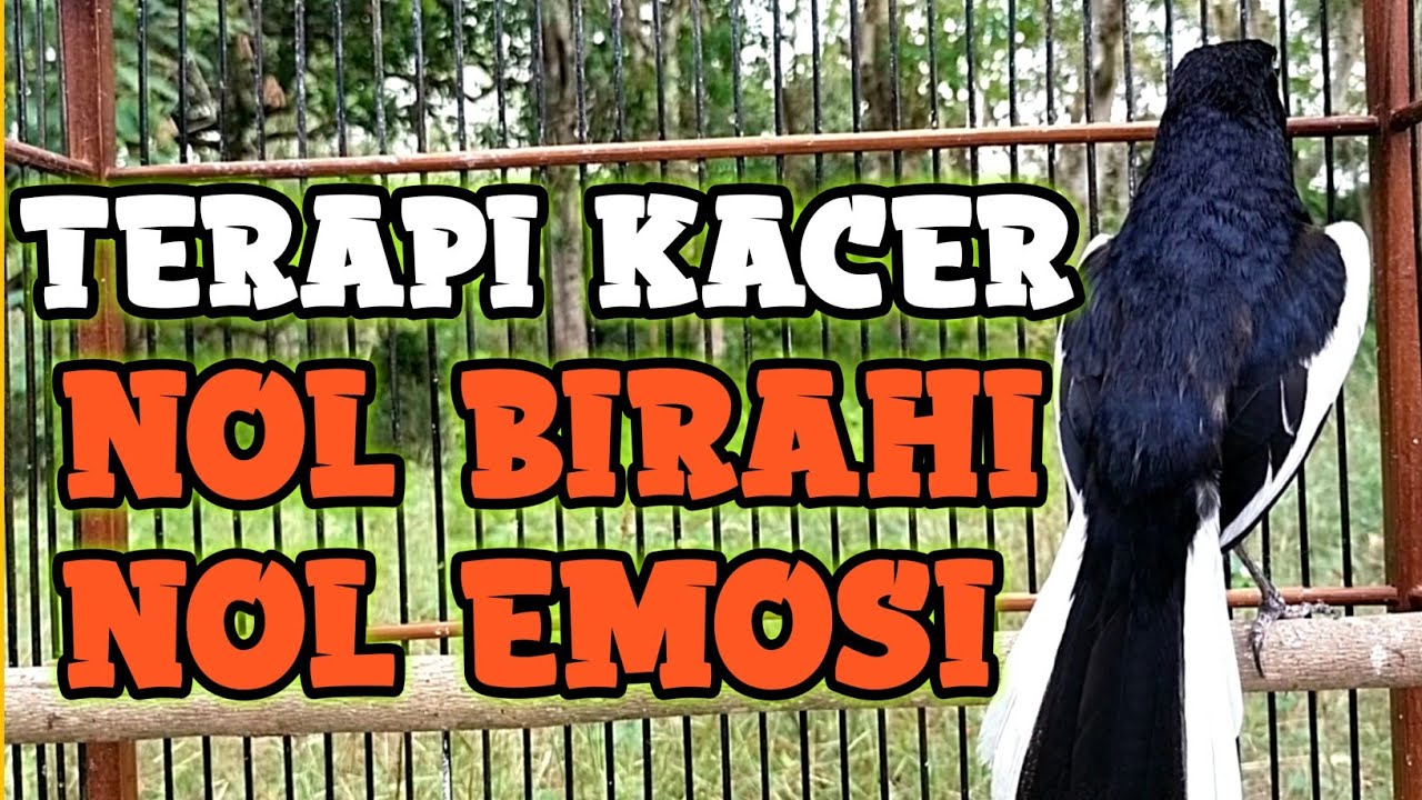 PANCINGAN KACER MACET.PANCINGAN KACER MALAS BUNYI