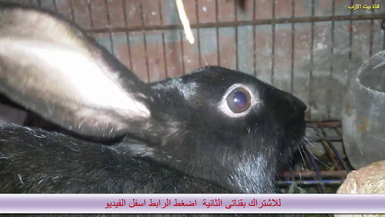 زيادة كمية الحليب عند امهات الارانب