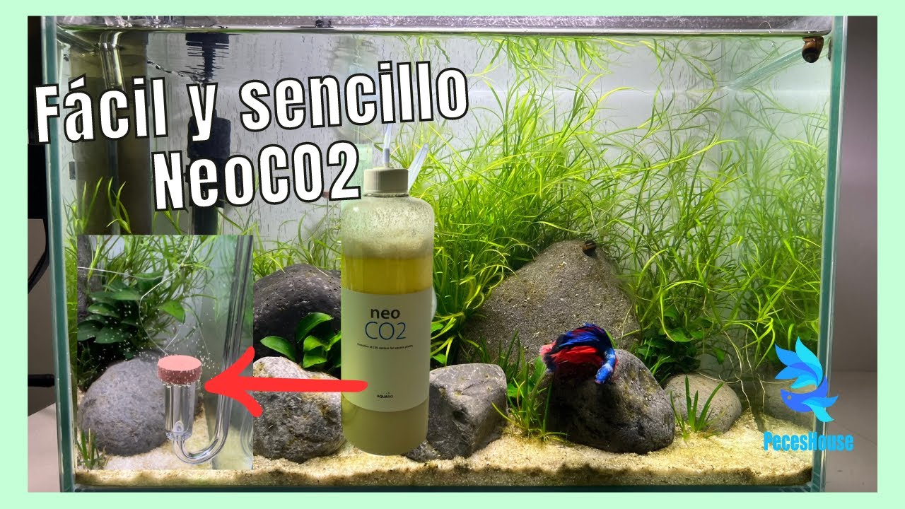 ¿Es este el mejor CO2 CASERO para tu acuario? | NeoCO2 instalación