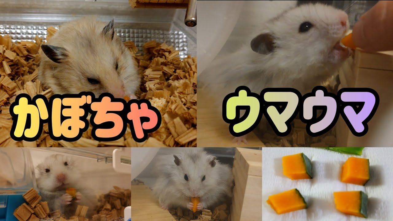 かぼちゃウマウマ