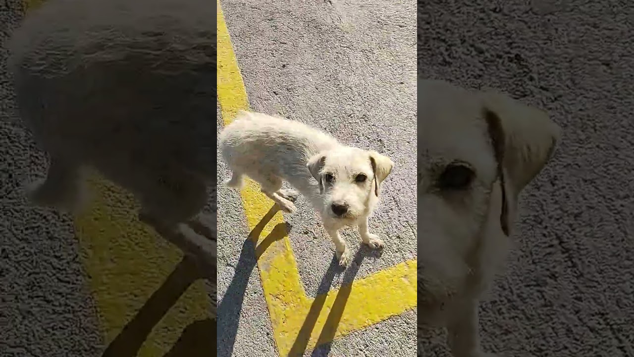 Ayudalos llegaron dos perritos más 🙏 con tu donativo eyos podrán comer 