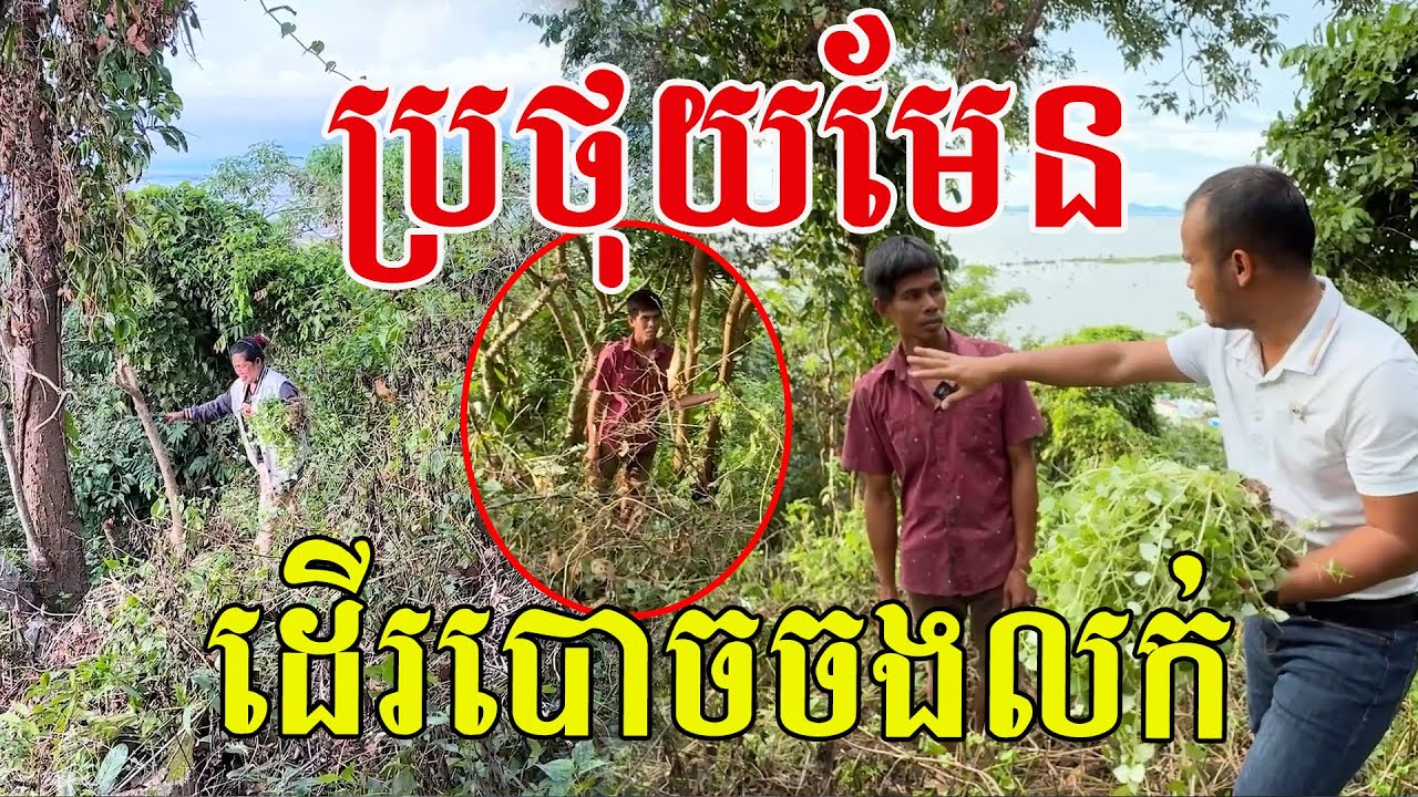 ដើរបោចតាមជម្រាលភ្នំ ទម្រាំបាន១គីឡូៗ ខ្ចីៗល្អណាស់ធម្មជាតិពិតៗ