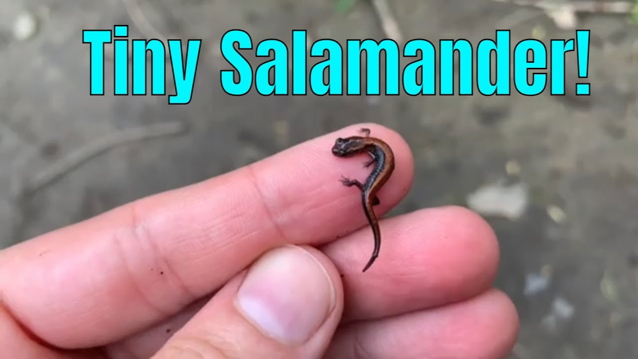 How Many Salamanders live in the Woods?