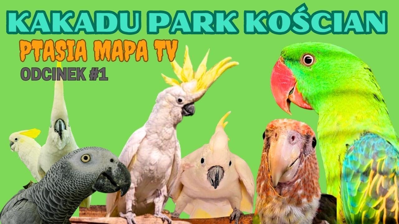 Ptasia Mapa TV #1 Kakadu Park Kościan