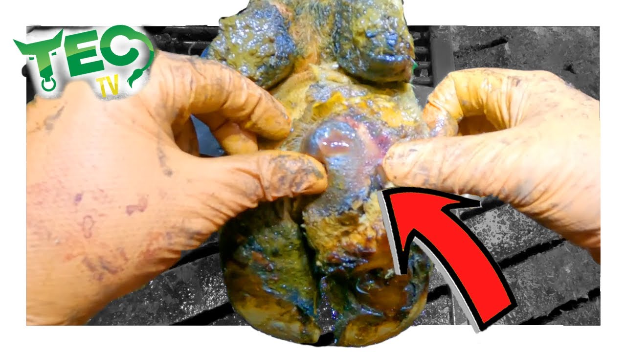 MASSIVE FOUNTAIN HEEL IN THIS COW'S HOOF | 12 Hooves of Christmas