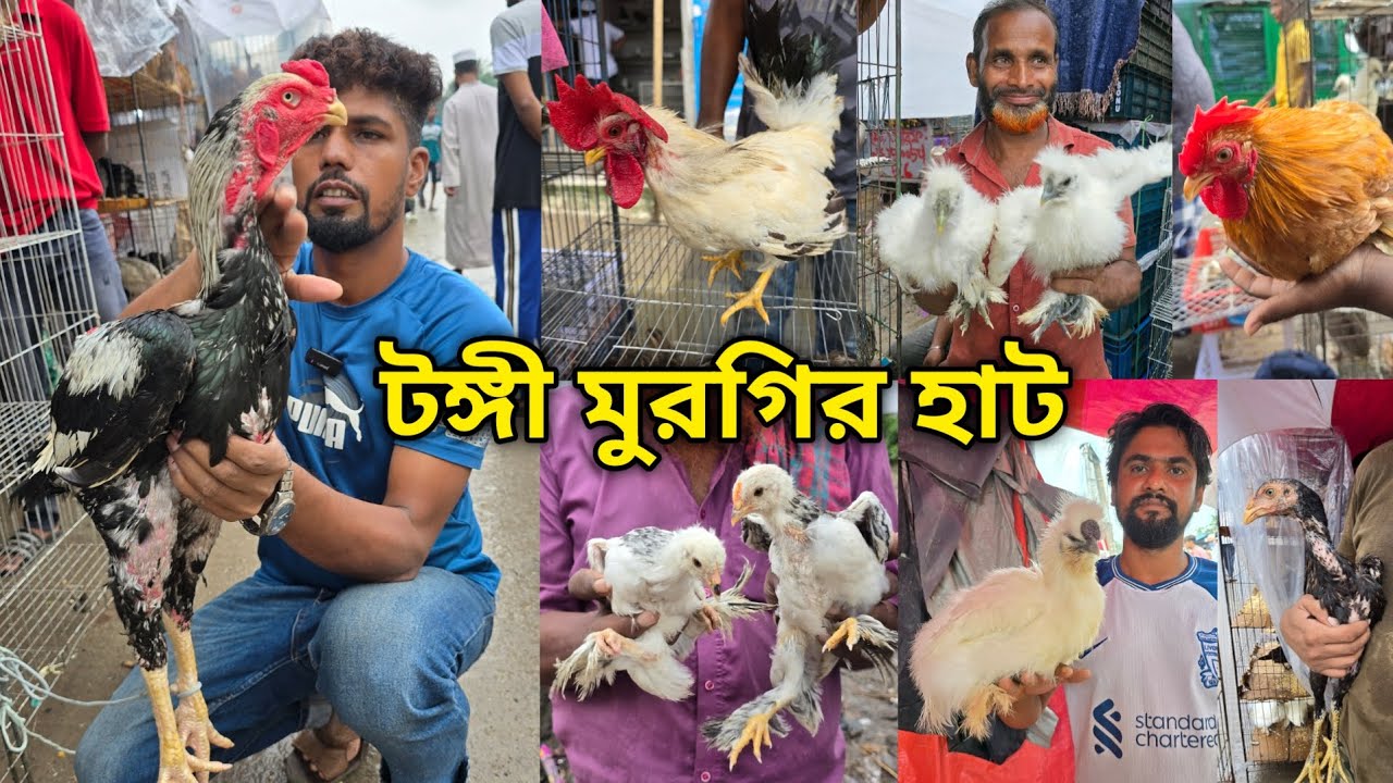 Tongi chicken hat |বাচ্চা সহ দেশি মুরগি | দেশি মুরগিতে ভরপুর | ফেন্সি মুরগি | ফেন্সি মুরগির দাম ২০২৫