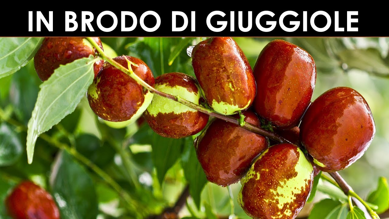VErba Volant - Giuggiolo o Zizzolo