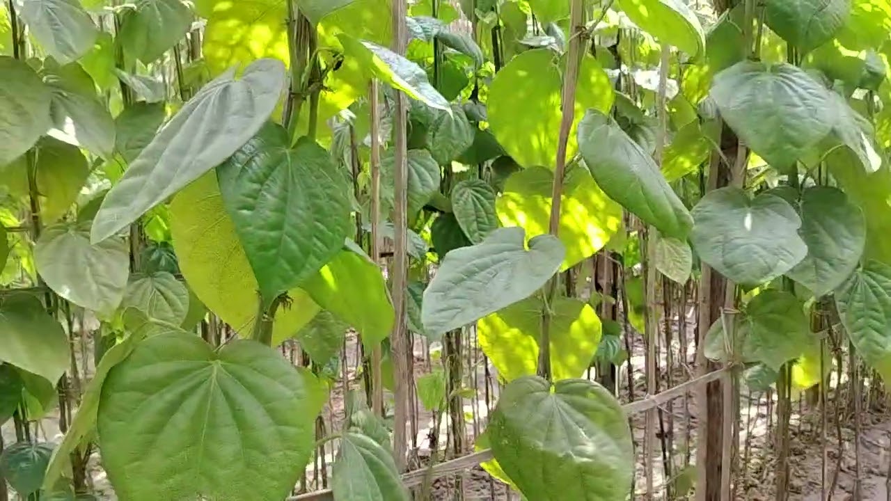 পানের বরজ (10.02.26)