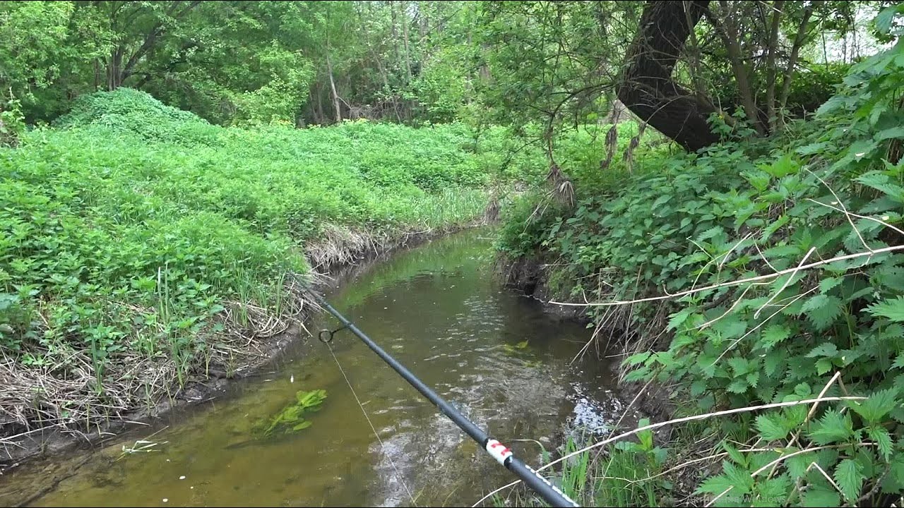 Куда меня занесло! Черепахи вместо рыбы.  Микроречка - переплюйка