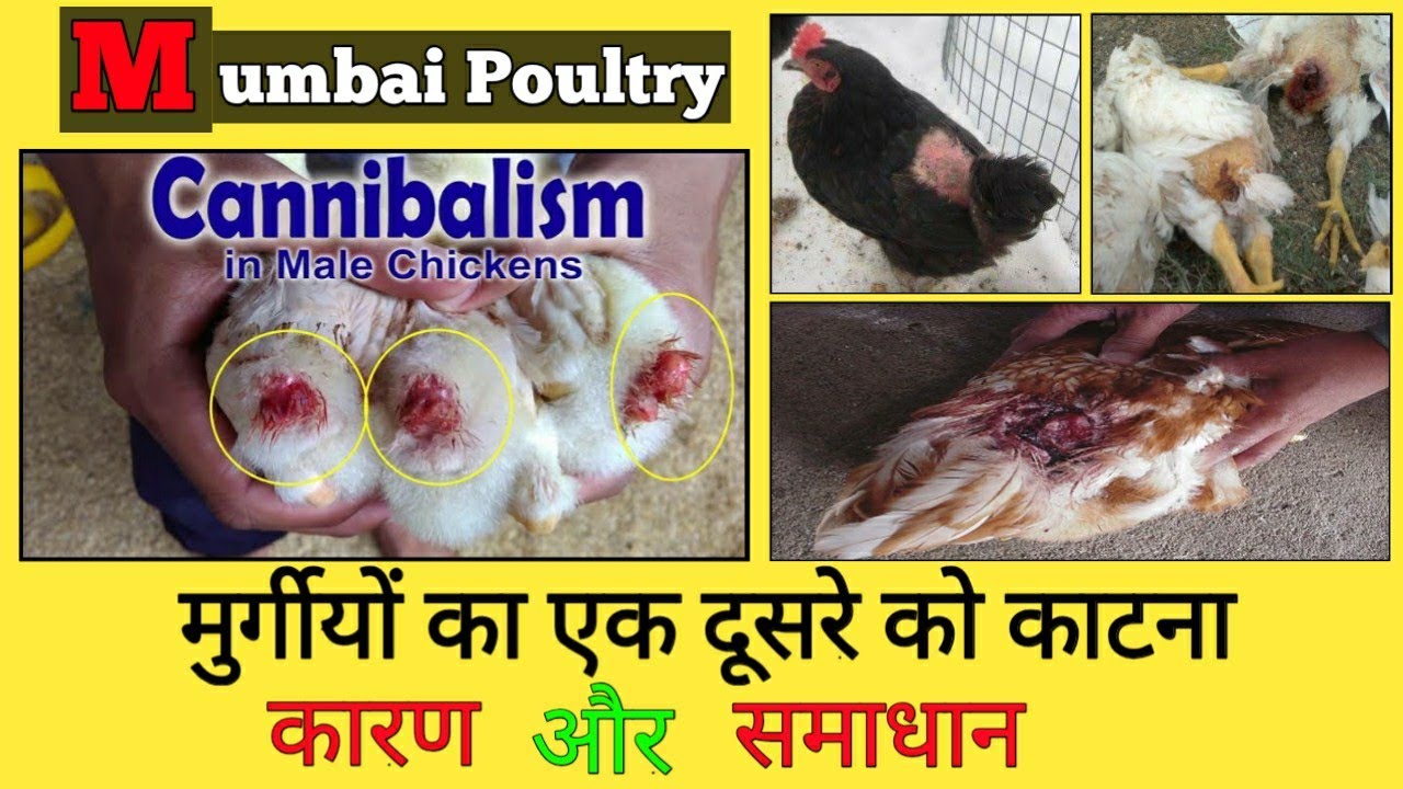 53, Cannibalism in poultry farm, Dp cross murgi palan, desi murgi palan, poultry farming, ffg murgi,