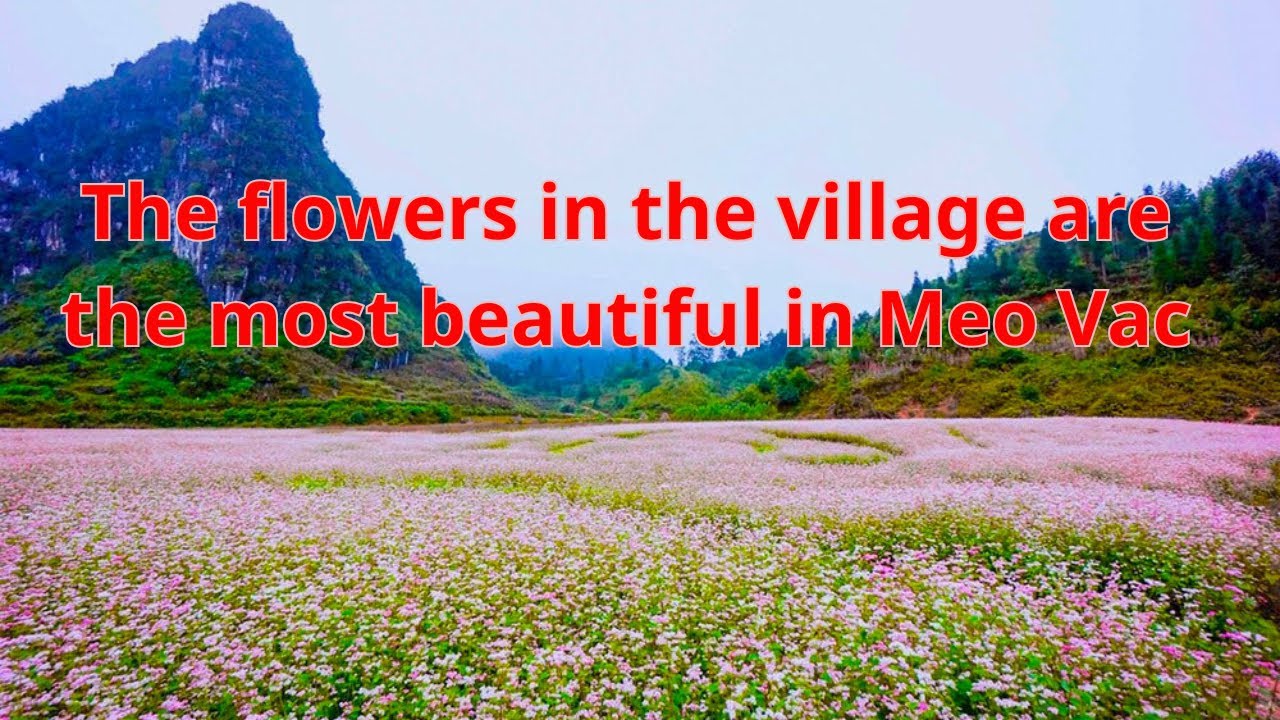 The flowers in the forest bloom beautifully | highland life