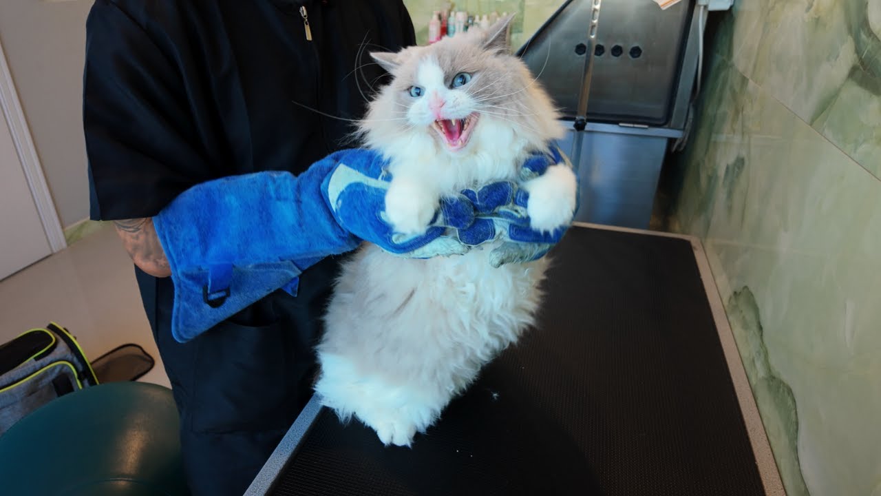 SPICY Anbar, Chonky Cat needed 3 People to hold him down from previous groomers 🙀