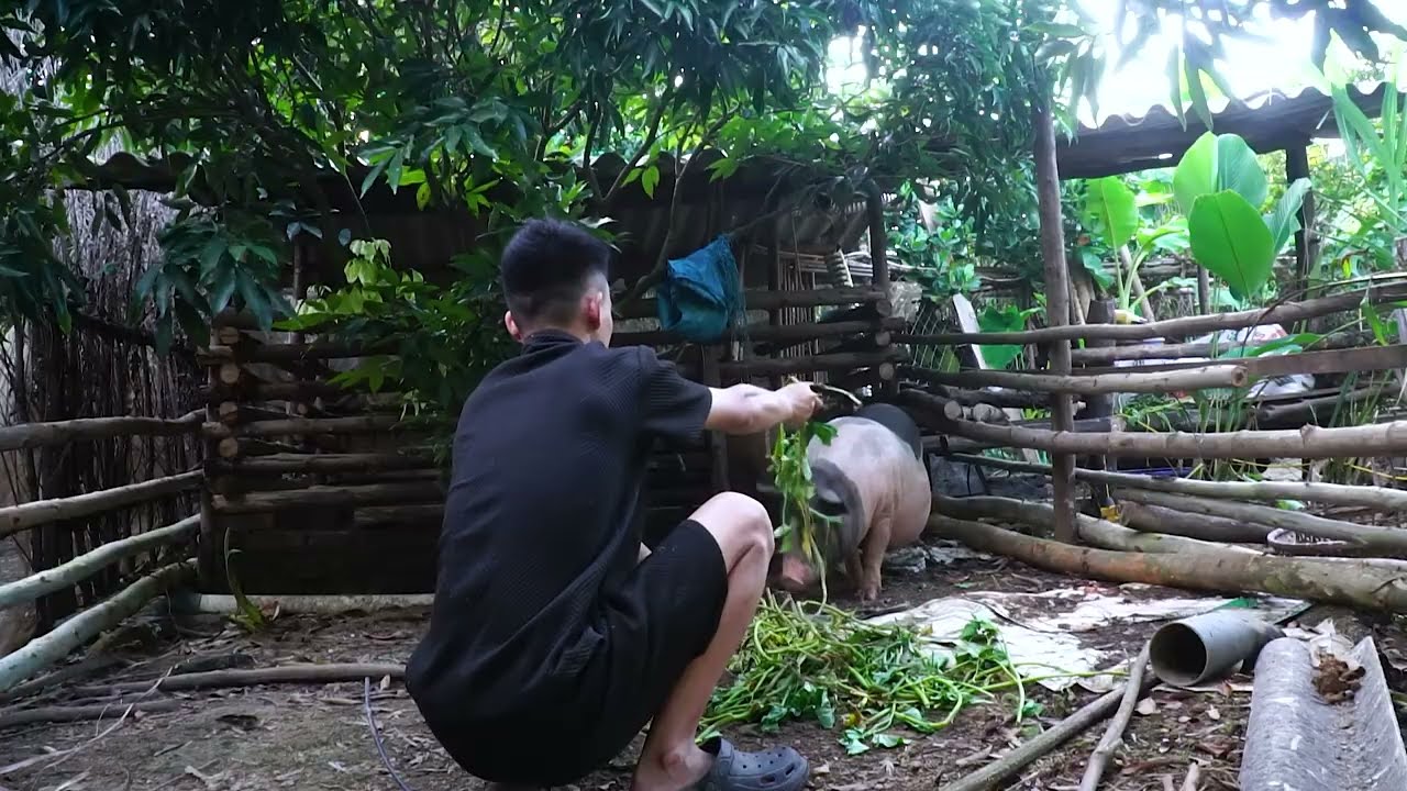 Alone Farm Life  Renovating Pigsty &ndash; New Floor & Outdoor Playground for Pigs