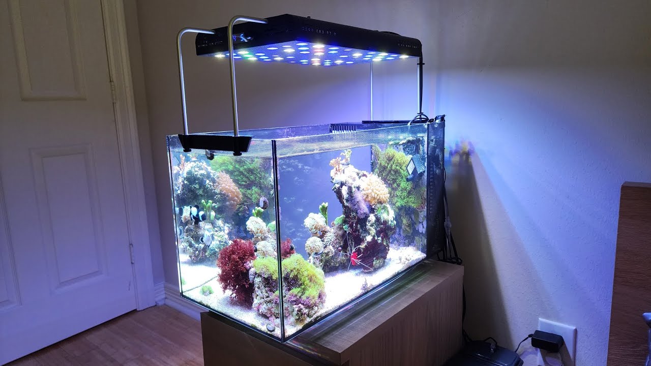 Fluval Evo 13.5 Setup with Upgrades & Mods